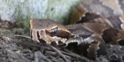 Plano snake